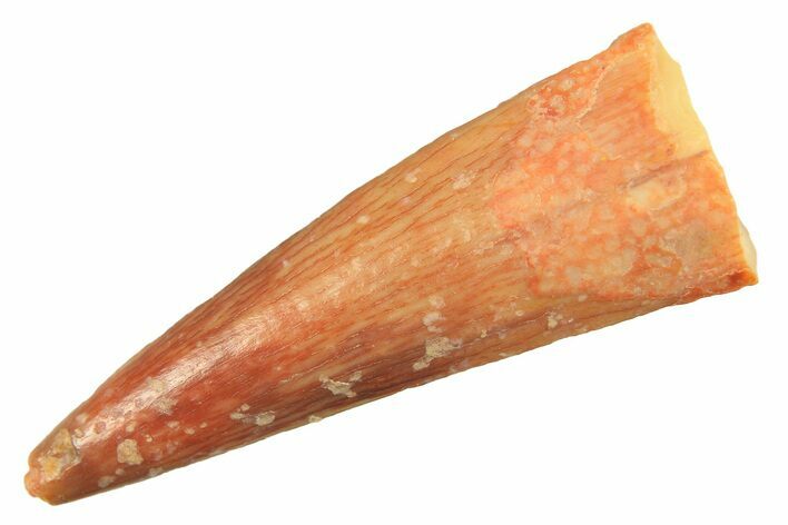 Fossil Pterosaur (Siroccopteryx) Tooth - Morocco #298576